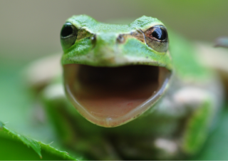 Stockfoto boomkikker